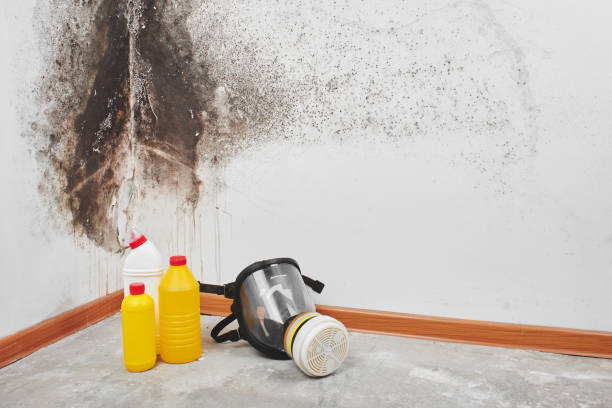 Best Attic Mold Removal  in Fellsburg, PA