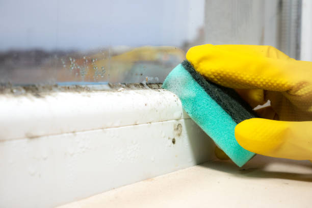 Best Fast Mold Removal  in Fellsburg, PA