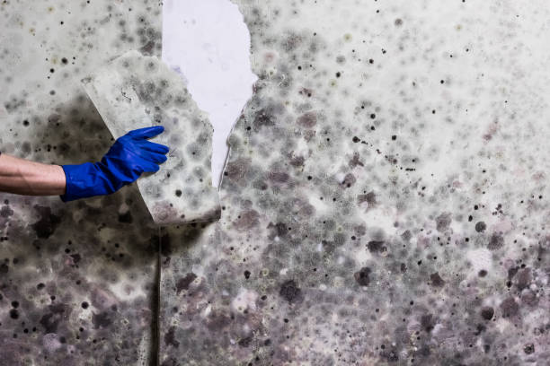 Best Certified Mold Removal  in Fellsburg, PA